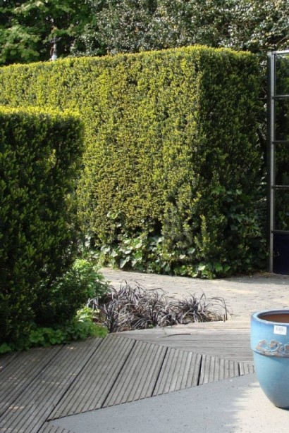 Тис середній Хіллі для живоплоту та композицій.